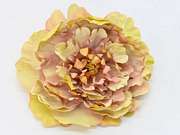PEONIA WYROBOWA