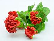 PELARGONIA BUKIET X5